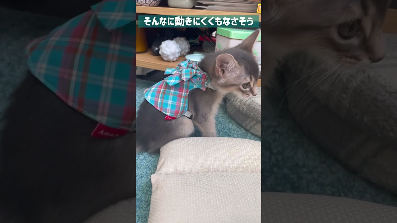 防災にも便利な子猫のハーネス服 #ソマリ #ソマリブルー #防災グッズ #ハーネス