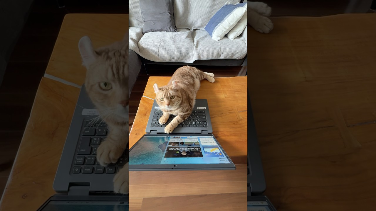 パソコンで何するの？ ルイちゃん#cat #アメリカンカール #cutecat #American curl