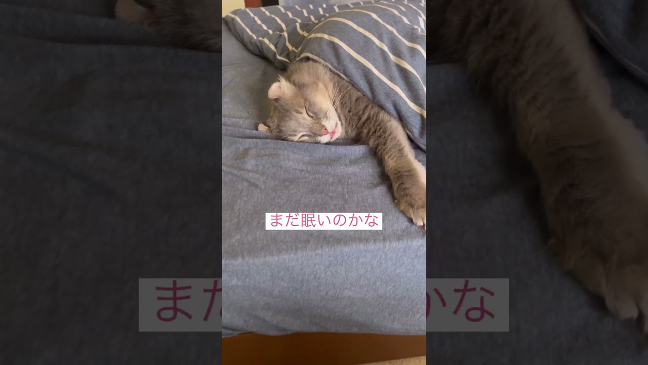 モーニング #アメリカンカール #ねこ動画  #cat