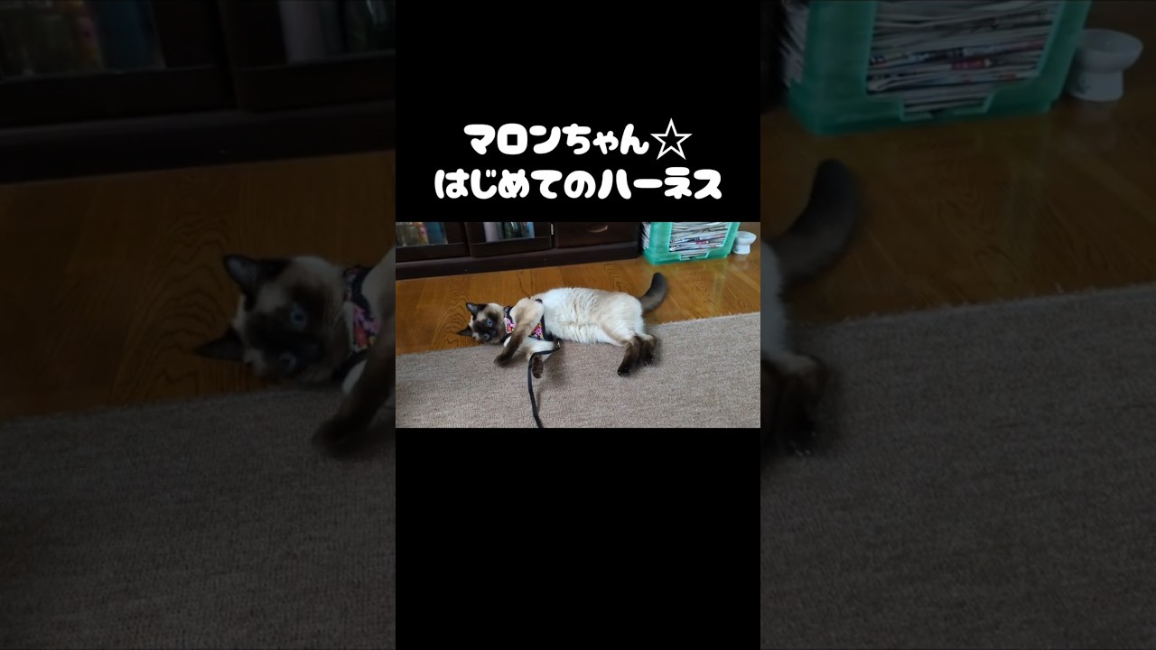 シャム猫マロンちゃん☆はじめてのハーネス #cat #catshorts #しゃむねこ #ねこ #シャム猫 #ねこのいる暮らし #ねこのいる生活