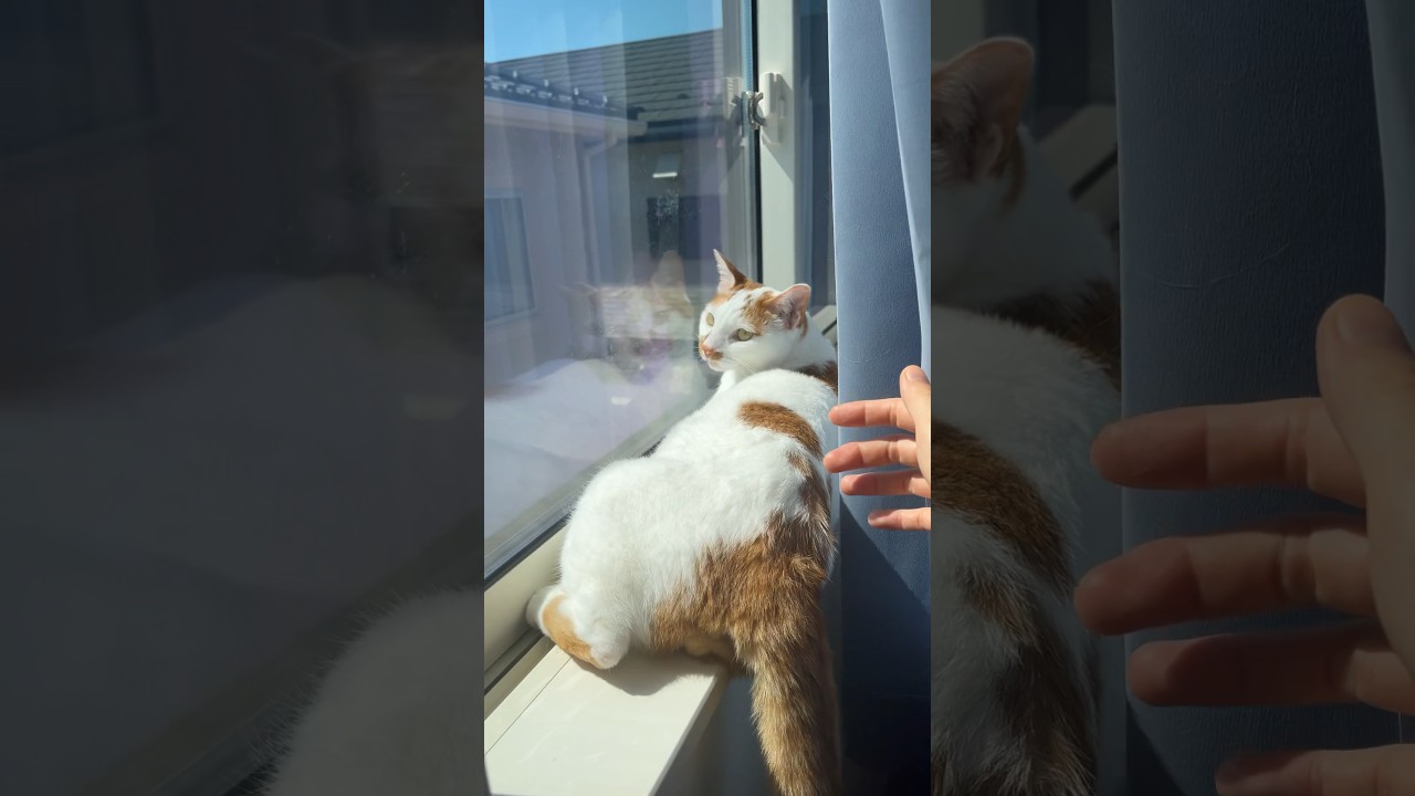「邪魔しないでぇ」 #cat #日本猫 #保護猫