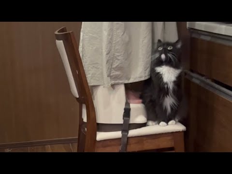 久々の再会後はストーキング行為が激しくなる猫　ラガマフィン