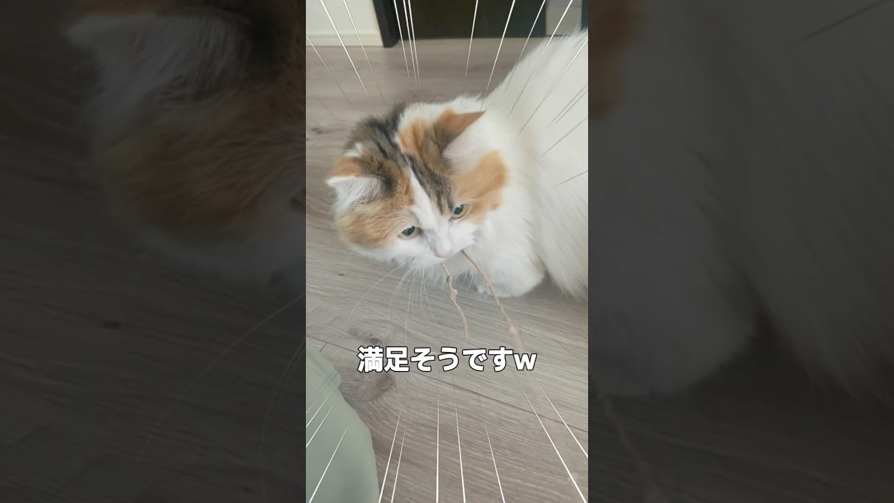 パワーで解決する猫 #cat #猫 #ねこ #マンチカン
