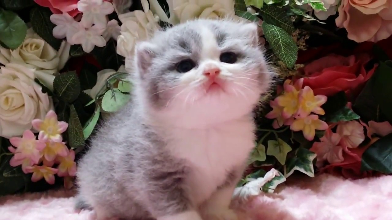 ブリティッシュショートヘア　ブルーホワイト　女の子　British Shorthair