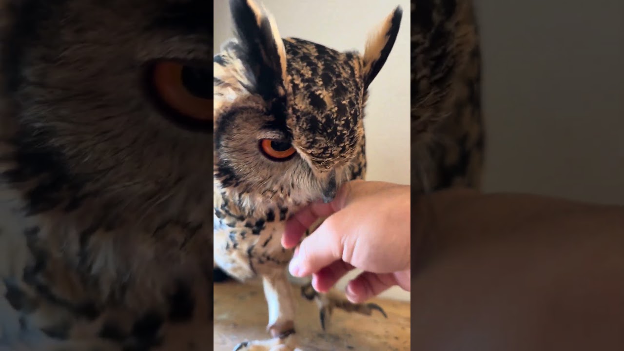 本日のふー Foo of the day 【ベンガルワシミミズク】 #owl #フクロウ #birds #animals #cute #wildlife #pets #funny