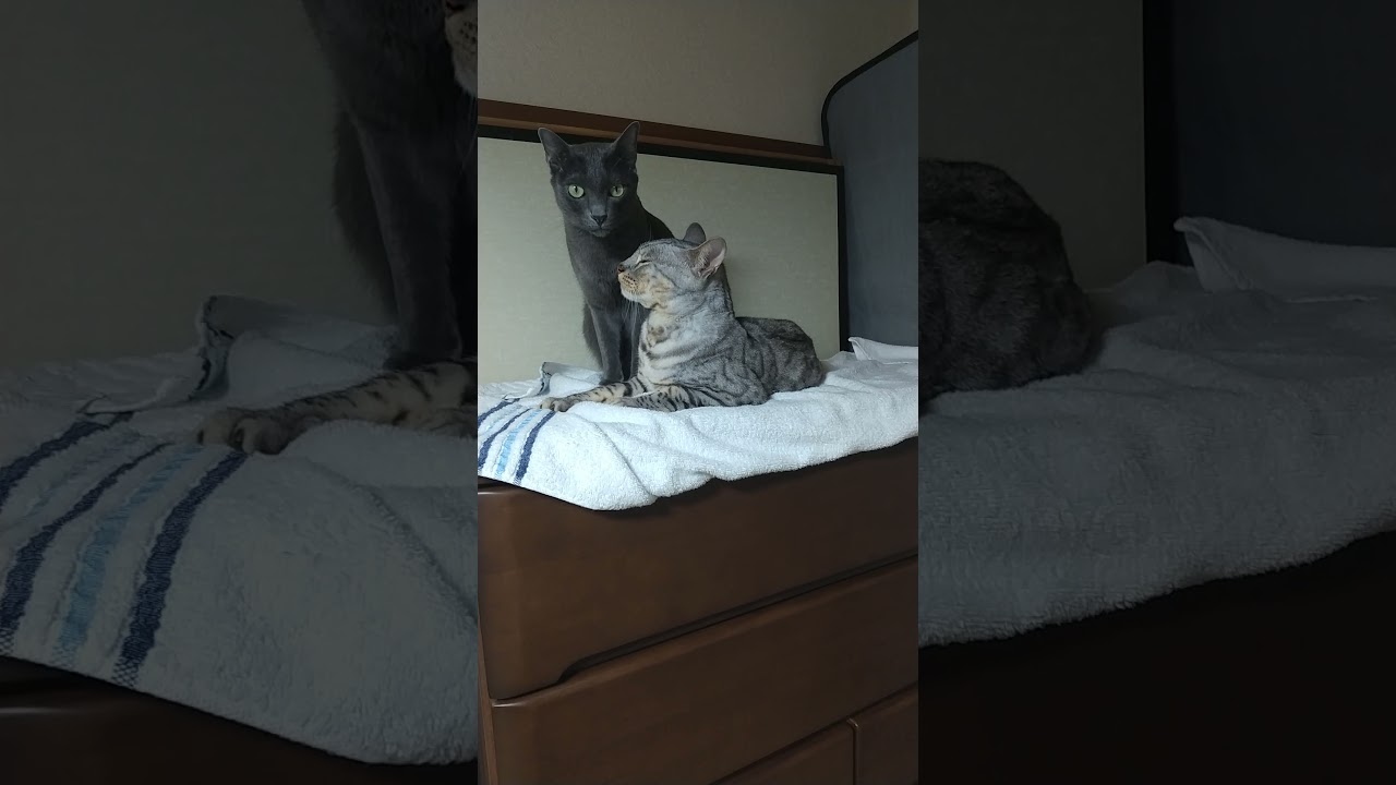 ベンカル雫とコラットもた、珍しくツーショット、喧嘩ばかりなのに！？良いことだぁ、、