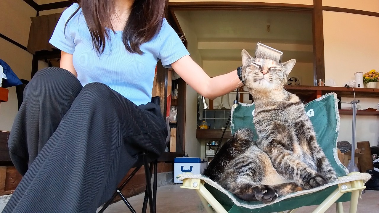 よく喋る雌猫と暮らす女、保護から1年、コミュ力がすごい元野良猫