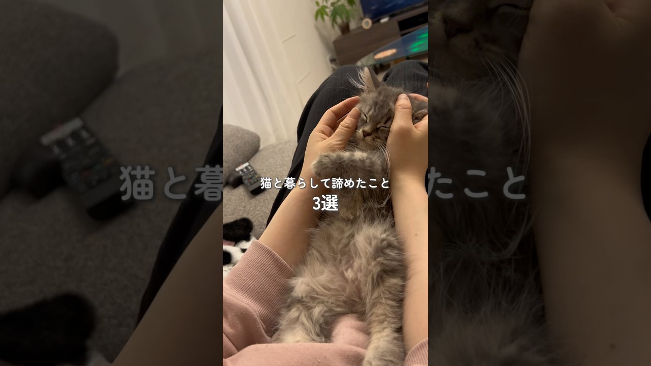 猫と暮らして諦めたこと3選 #猫 #マンチカン #猫のいる暮らし #cat