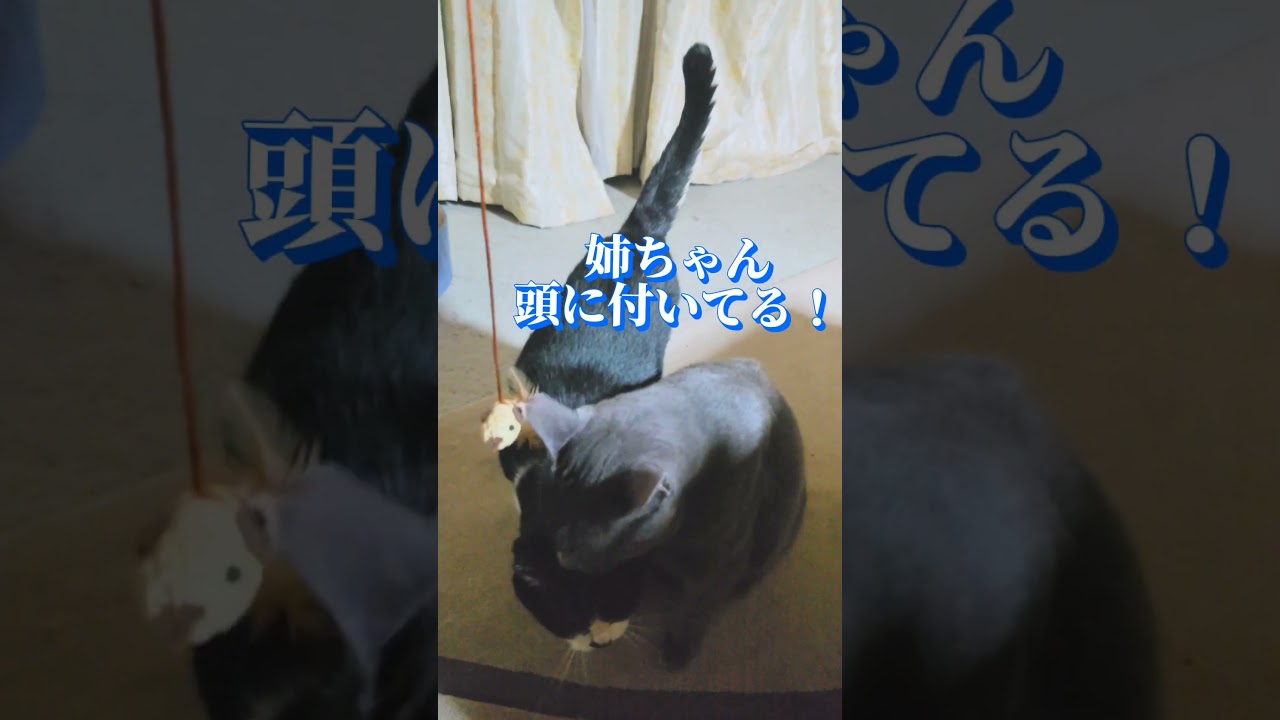 マタタビマジック😄#shorts#ハチワレ#コラット#アフレコ