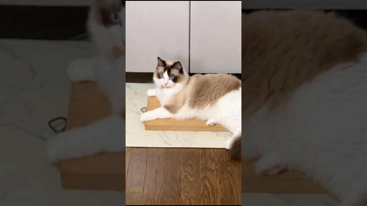 絶体絶命　#猫  #cat  #ラグドール