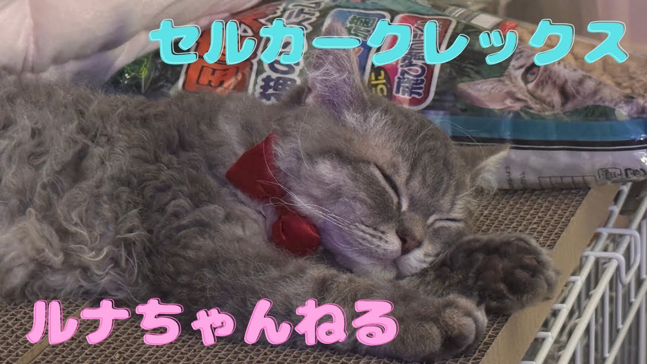 セルカークレックスをお迎えしてから💗【ルナ🌙ちゃんねる】