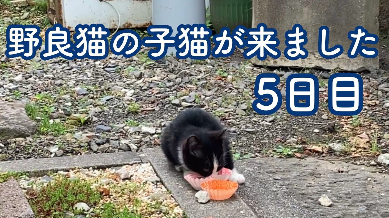 野良猫の子ねこが来ました　５日目