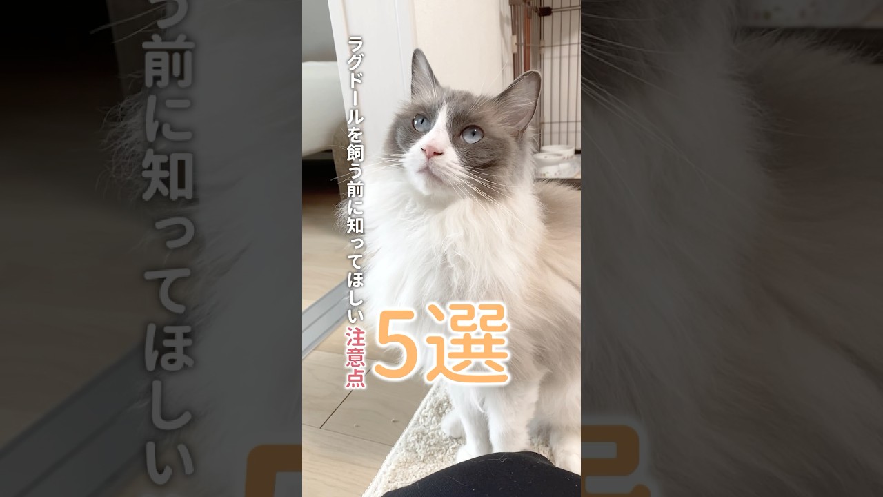 知らずに飼うと後悔する…ラグドールの注意点5つ