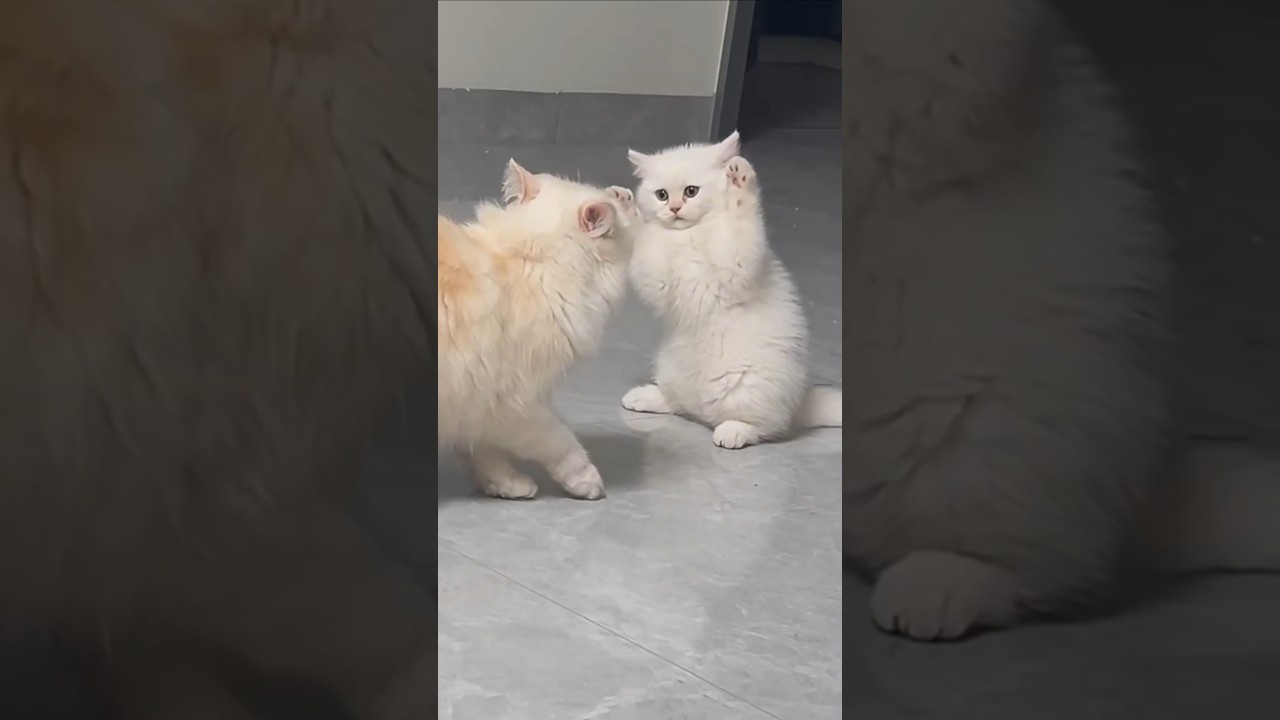The mother cat hit her kitten because it was misbehaving