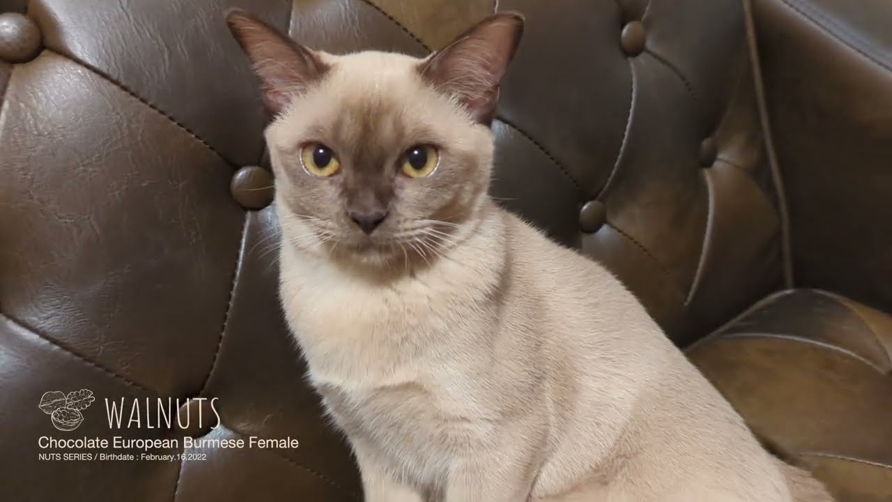 ★ヨーロピアンバーミーズ★ウォルナッツ★Cattery CAPSULE