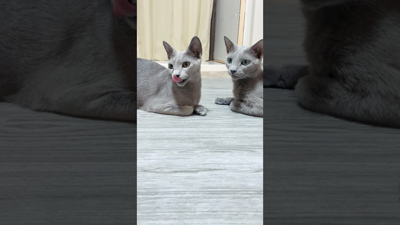 ロシアンブルージャパン🐾Cloe y Tida💗#russianbluejapan #neko #cat #love #japan #cute #kitty #kitty #gatos #cats