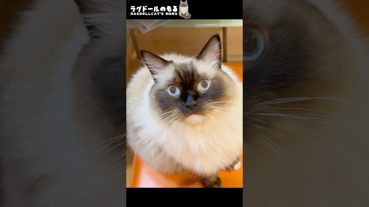 おしりピクピクッ！　#shorts  #ラグドールのもる #ragdollcatsmoru