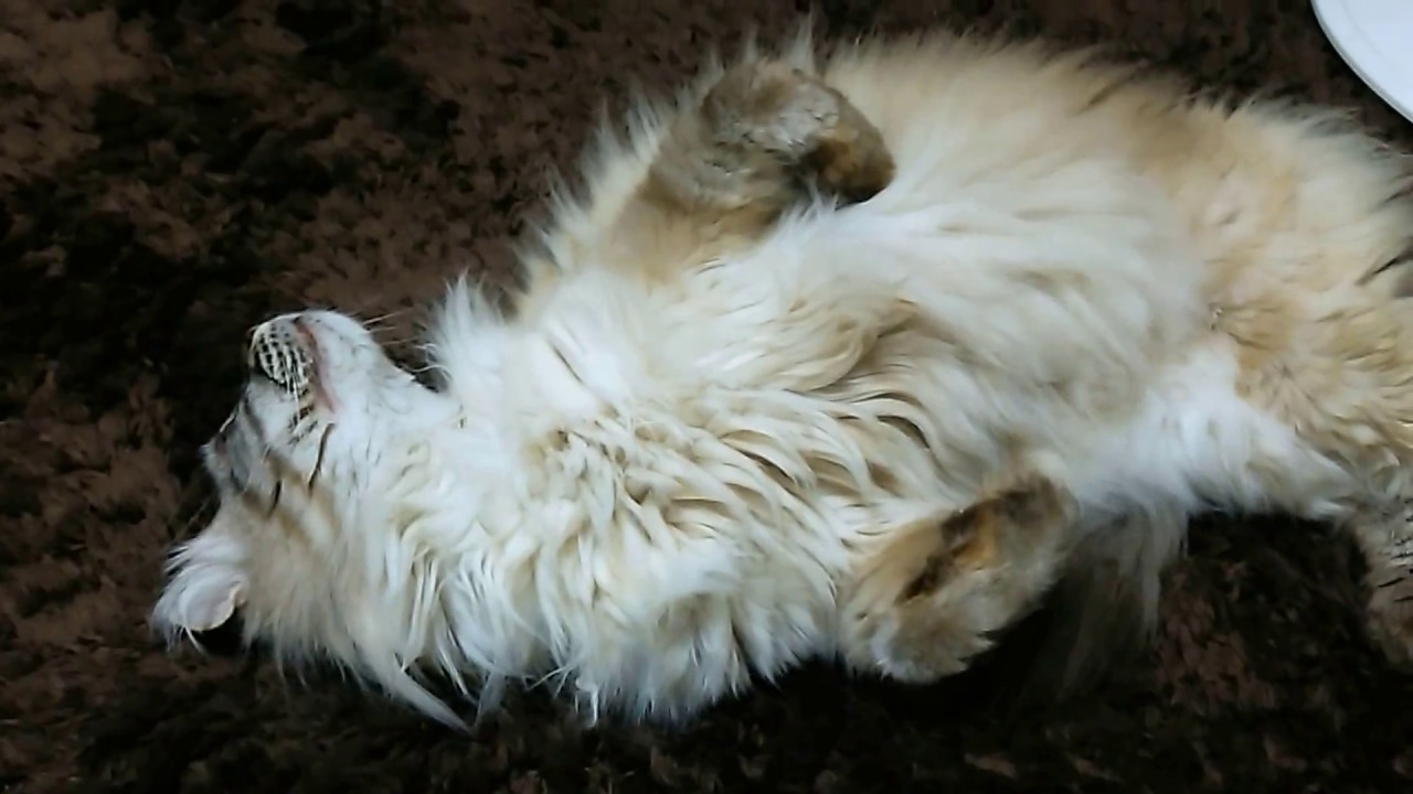 アメリカンカール　バンザイ～　Americancurl  Cheetang BANZAI