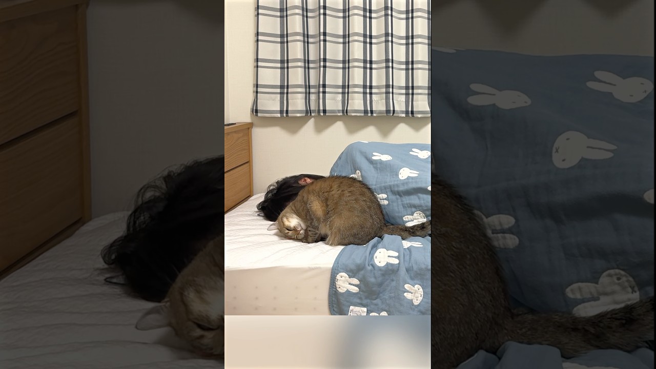 妹が少し起きただけで大喜びする猫！　#ポムしま