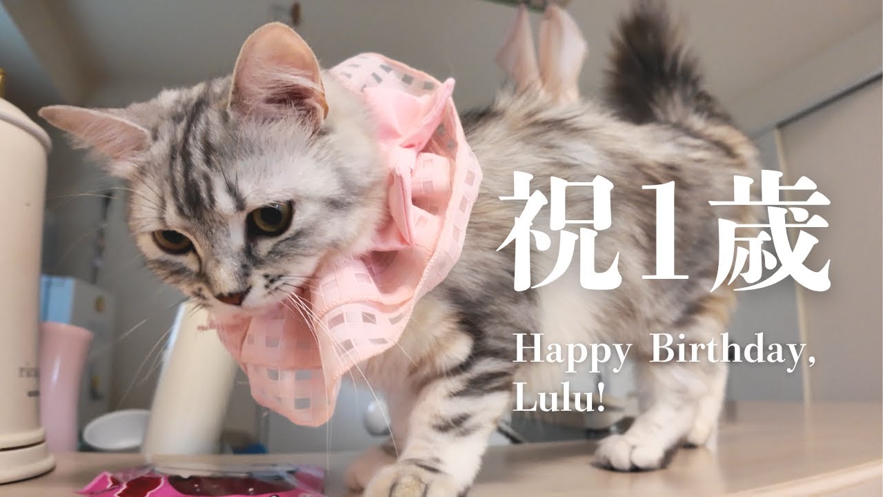 #8 【誕生日】うちの猫が1歳になりました！ケーキを食べてくれません・・・｜キンカローのルル