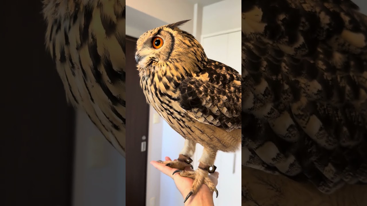本日のふー Foo of the day 【ベンガルワシミミズク】 #owl #フクロウ #birds #animals #cute #wildlife #pets #cat #funny