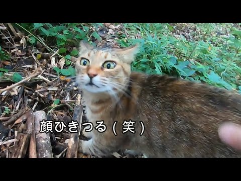 父にはお腹やお尻を触られたくない娘猫