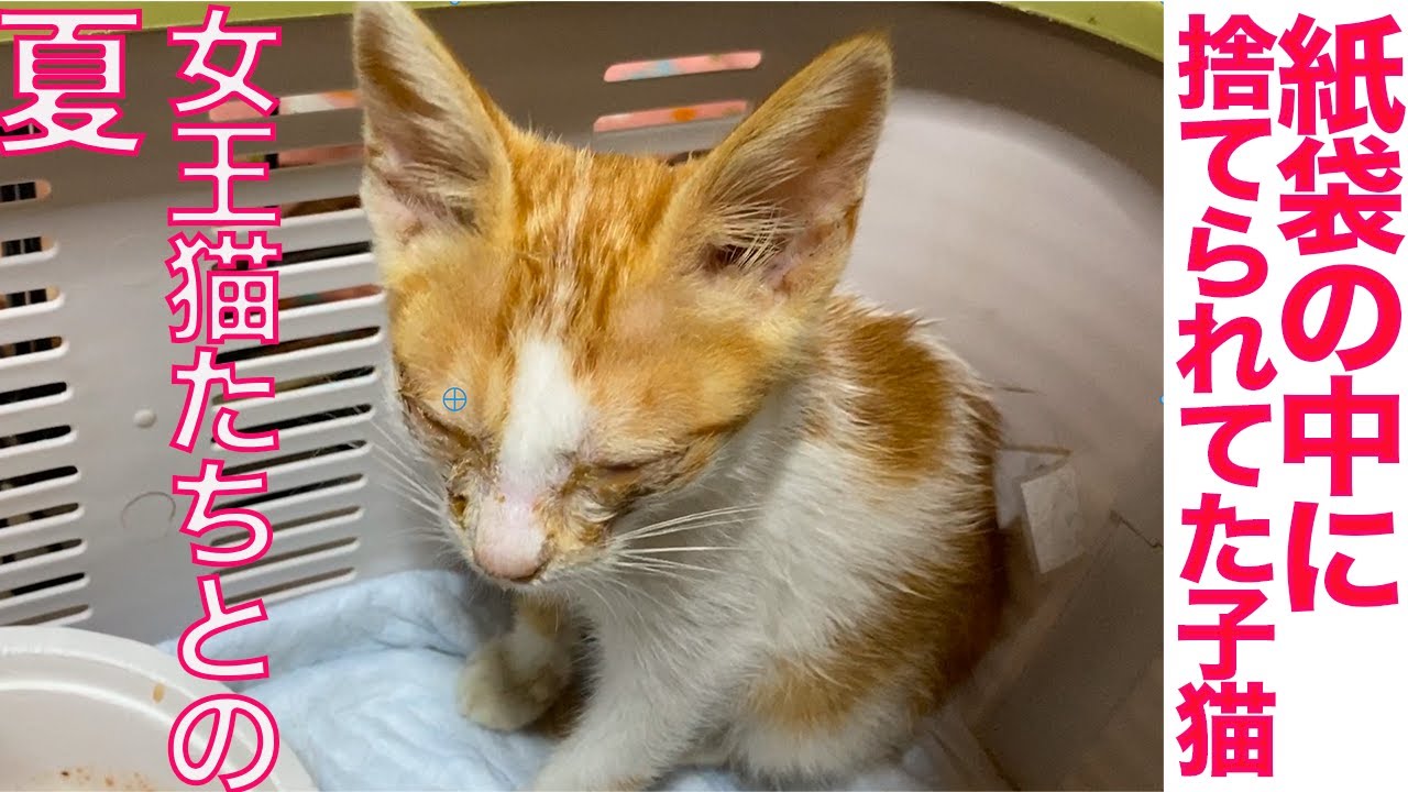 紙袋に入れて捨てられてた子猫、女王猫の家に来る The abandoned kitty in 2020 summer