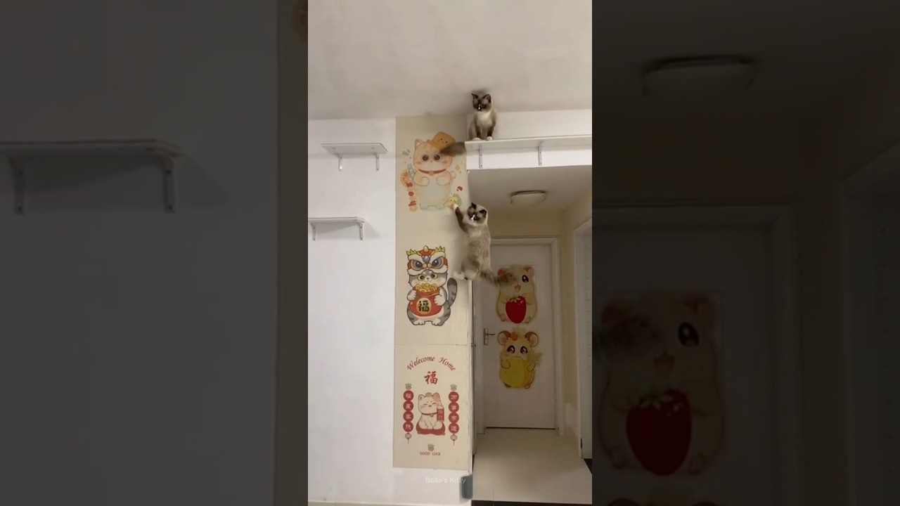 How Did This Cat Get Up There? See the Crazy Climb!