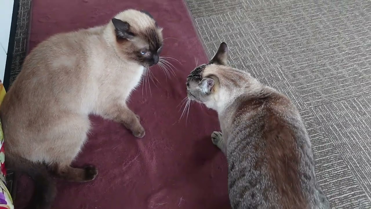 シャム猫さんたち《シュンくんとレンくんのバトル》