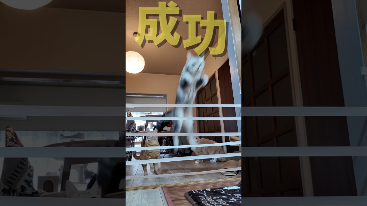 失敗は成功のもとにゃり😼　#ねこ #ねこ動画 #shorts