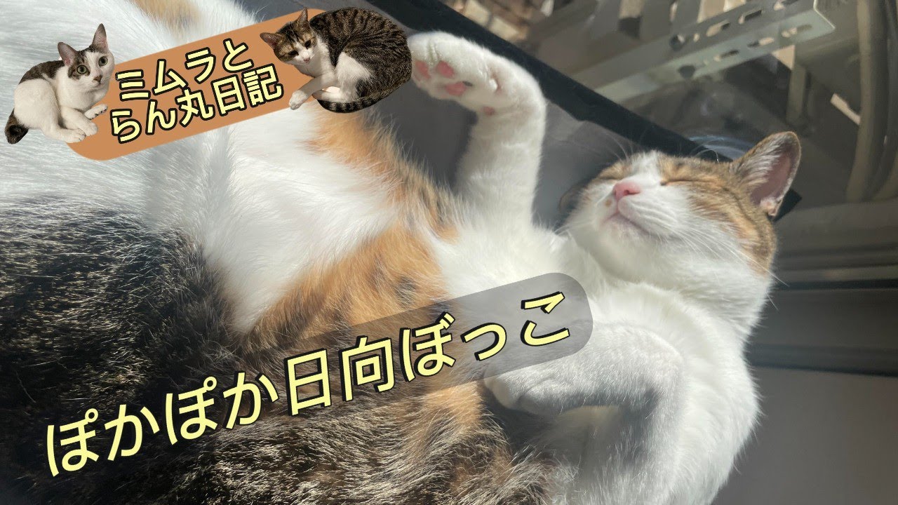 【猫動画】ぽかぽか日向ぼっこ♪