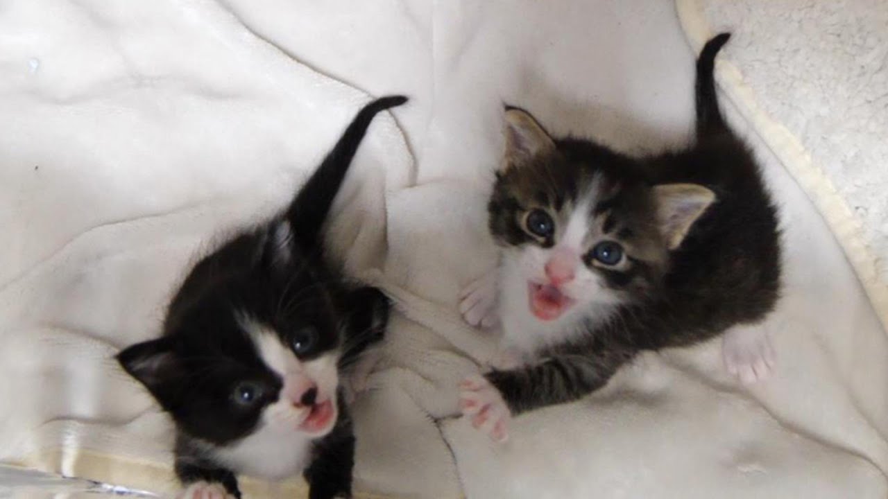子猫が、かわいい鳴き声で、小さなお部屋出してもらえますかとおねだり？【赤ちゃん猫　保護猫】