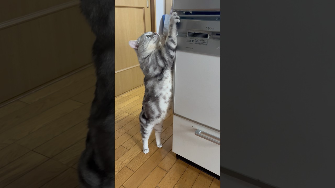 ライ君のお腹はスマート？#アメショ#アメリカンショートヘア#子猫#猫の日常#cat#cats