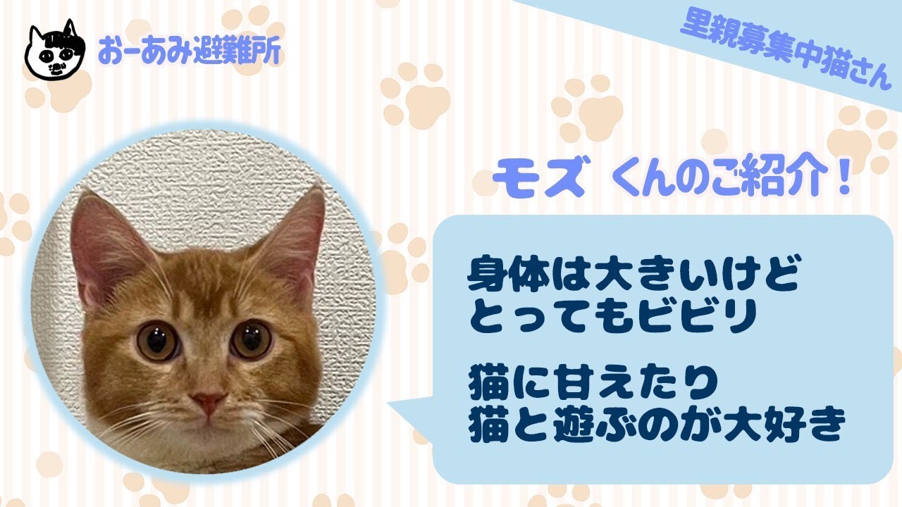モズ：里親募集中