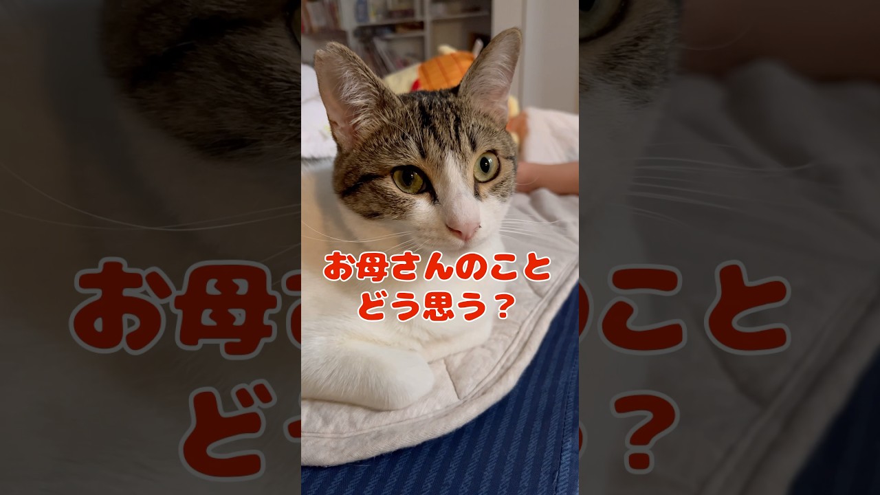 【保護猫】娘とお母さんについて話す猫