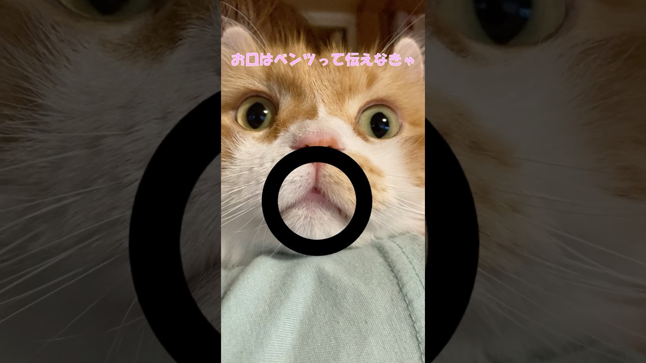 ニャッホニャッホニャッホニャッホ #cat #猫のいる暮らし #アメリカンカール