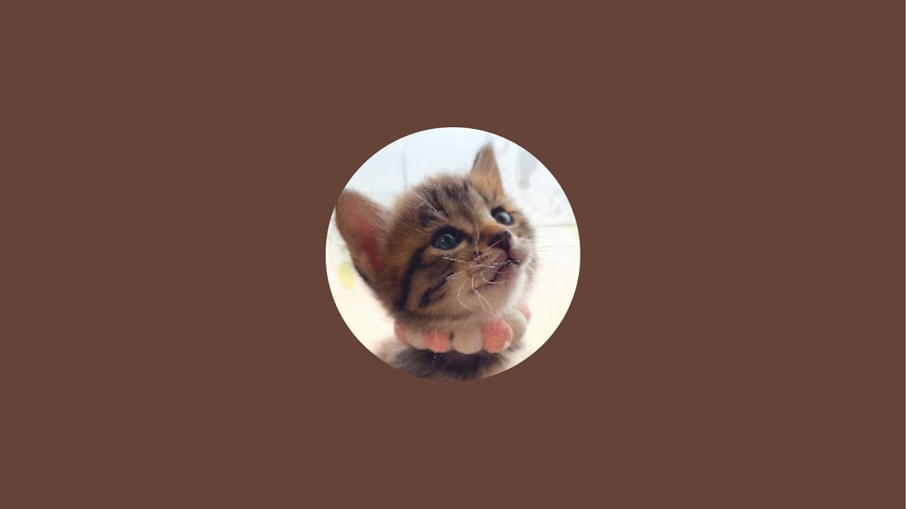 保護猫こねこのマロくん､マムくん､マミちゃん🍼ミルクタイムLIVE｜#MilkVolunteers  #RescuedCat #保護猫 #ShelterCat