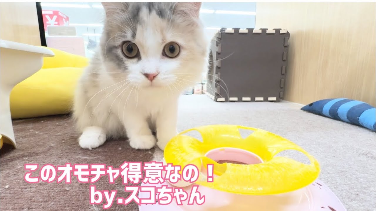 2025.07.21 わたし、このオモチャ得意なの！スコティッシュフォールドちゃん♡