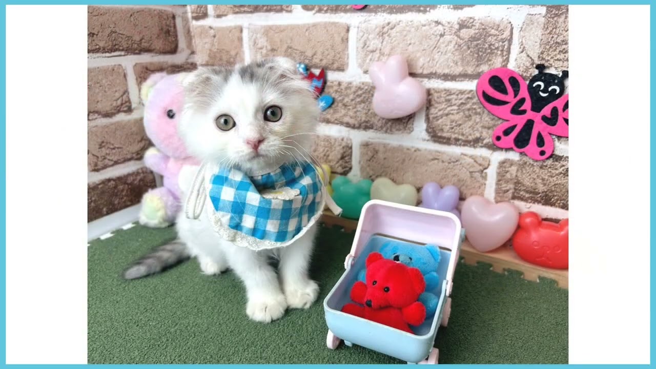 725875 スコティッシュフォールド