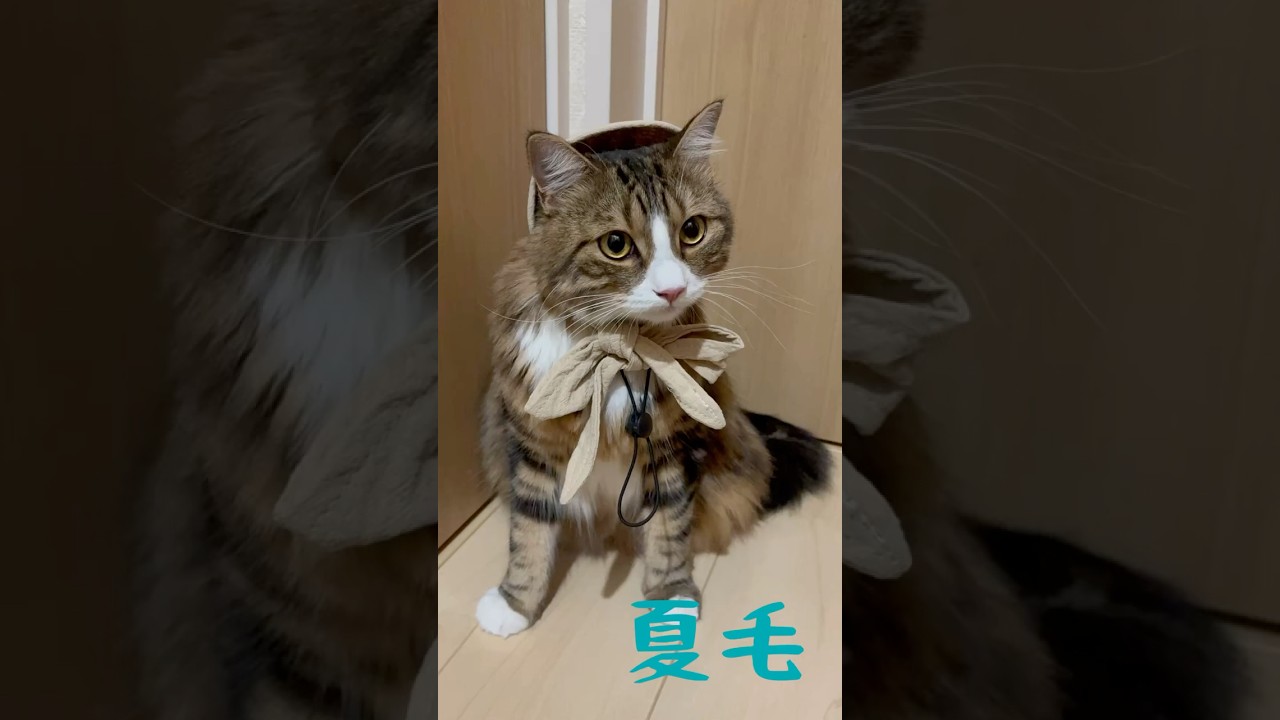 夏毛冬毛どっちがいい⁉️猫さん🐱#マンチカン #cat #猫 #ねこ #猫好きさんと繋がりたい #shorts