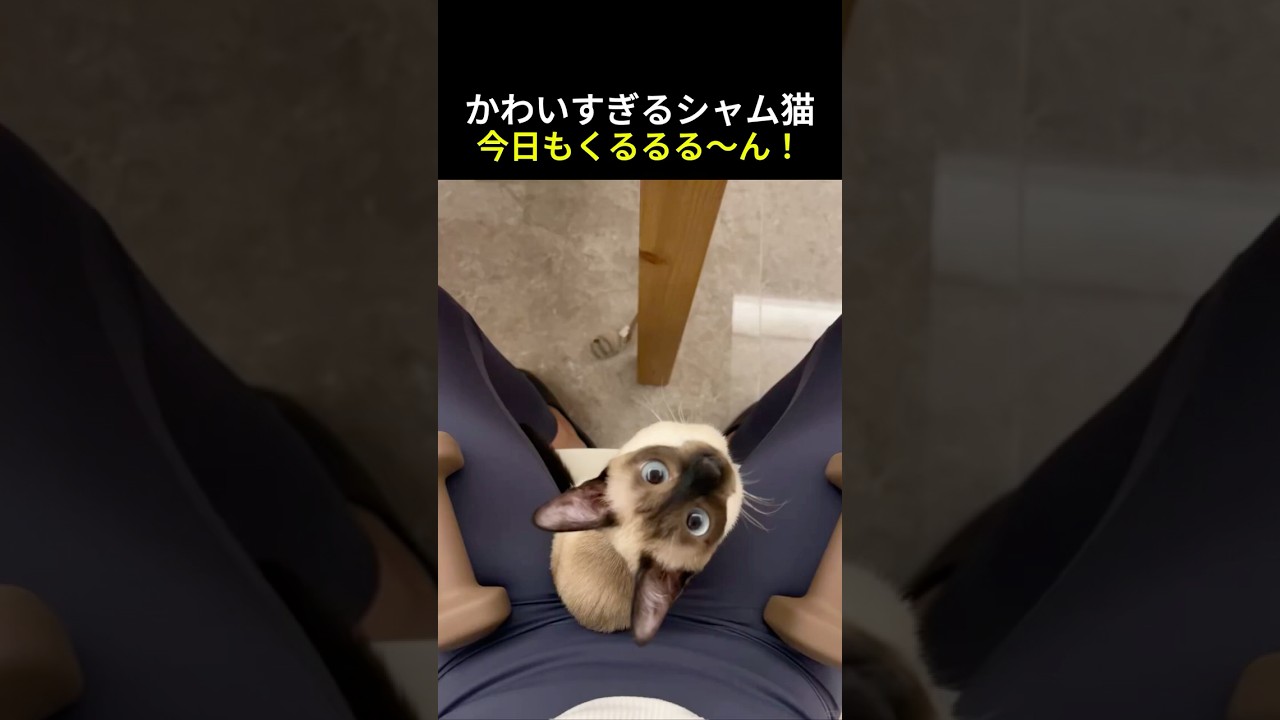 かわいすぎるシャム猫、今日もくるるる〜ん！#猫 #おしゃべり猫 #ショート