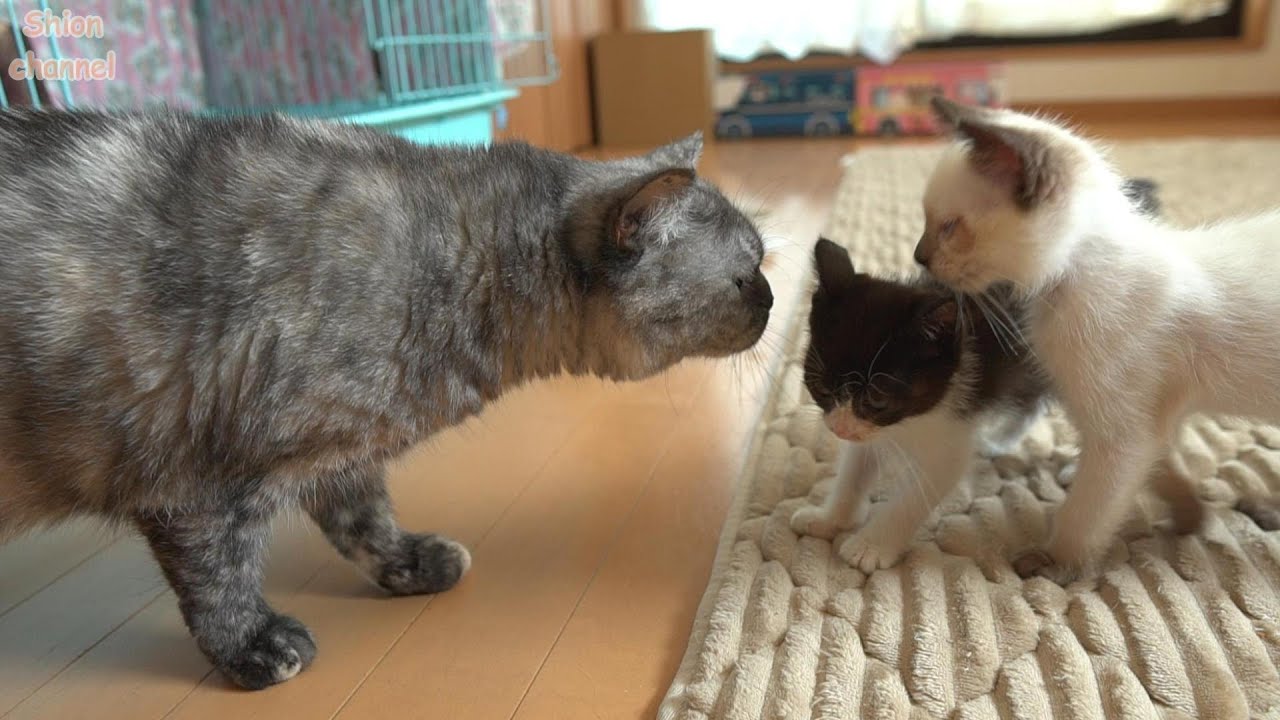 お餅兄弟がトライアルへ出発した後の猫たちの様子