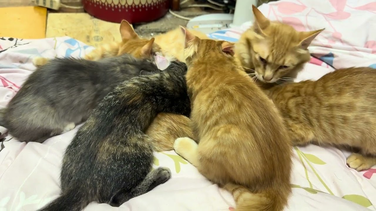 ソマリのしっぽちゃんとその家族😻