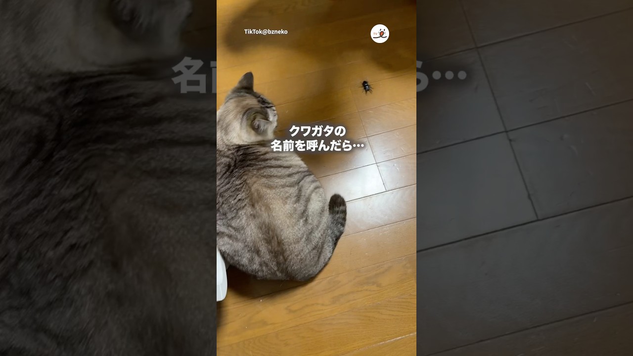 クワガタさんが家に侵入してきたよ｜PECO