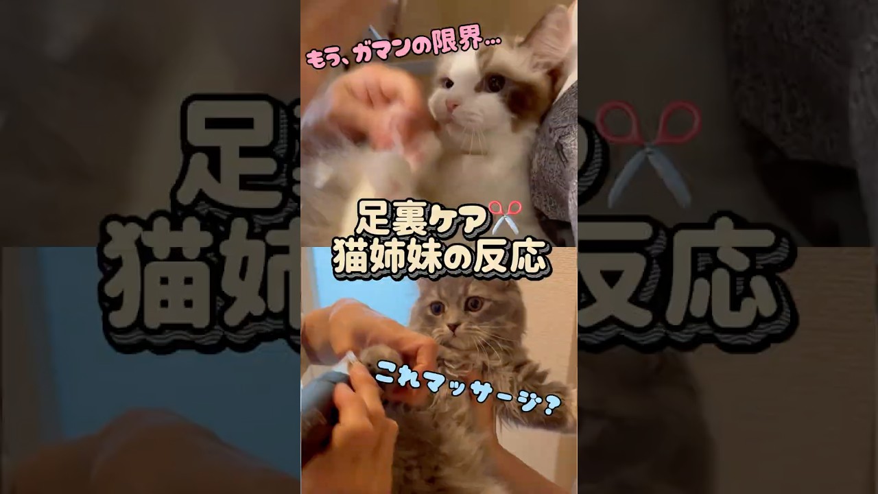 猫姉妹の肉球ケア、反応が可愛すぎた#ラグドール #サイベリアン #猫 #子猫 #肉球ケア