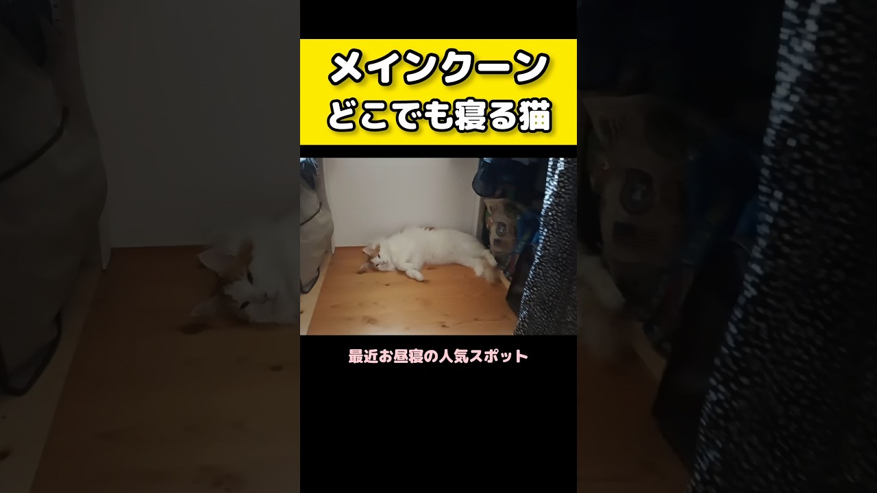 ふと見つけた時に嬉しくなっちゃう！ #メインクーン #猫 #猫のいる暮らし#cat #mainecoon #catlover​  #catshorts​ #cute​ #cutecat​ #fyp​