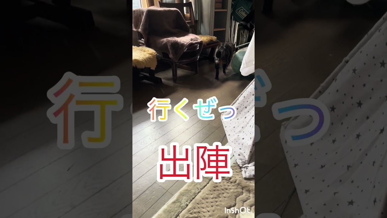 ボス猫　いざ出陣❕#保護猫 #アメリカンショートヘア #ボス猫 #ねこ #保護猫シェルター