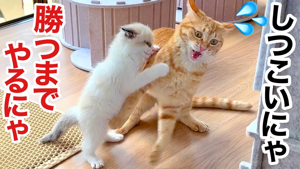 たくましすぎる保護子猫‼︎ 先住猫に立ち向かう日々