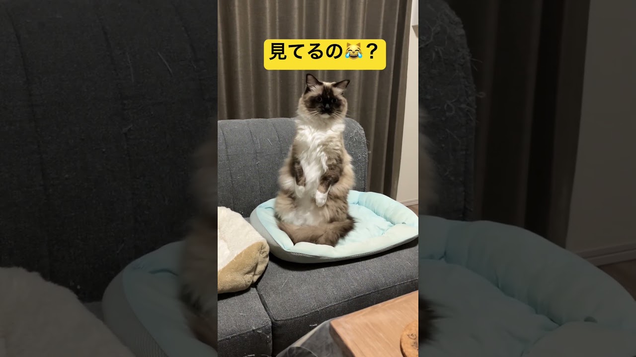 誰でも可愛くなれるらしい #ragdolls #cats #cutecat #shorts #ラグドール #猫のいる暮らし #猫動画 #ショート