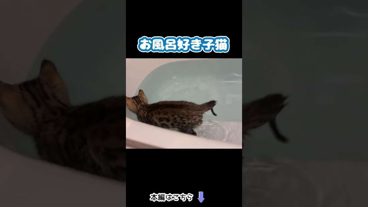 お風呂好きな子猫がこちらです #shorts #猫 #cat #子ネコ #ベンガル #お風呂